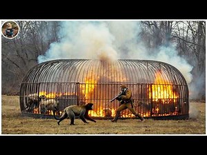 How Do Hunters and Farmers Deal with Millions of Lions, Wild Monkeys, and Wild Boars by Guns?