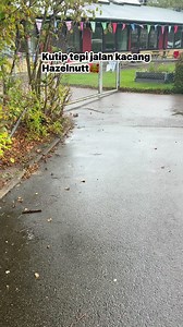 749K views · 10K reactions | kutip macam buah berangan sini kacang Hazelnut #reelsviralシ | Epi Zaman Perhentian Sweden | Facebook