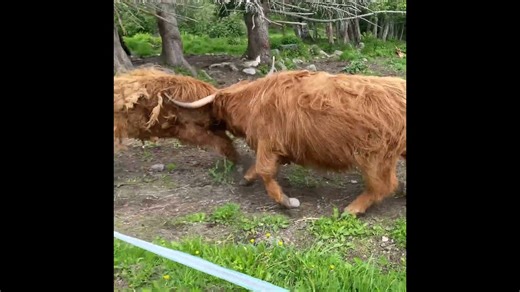 Headbutting Hierarchy: Highland Cattle Calf Challenges Cow's Authority