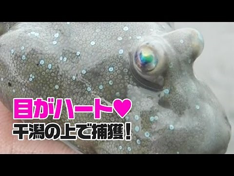 潟スキーで釣る！有明海ムツゴロウを捕獲！