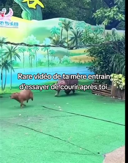 Vidéos de Compilation animaux 😂 (@funny.animals.france) avec Frolic (Theme from