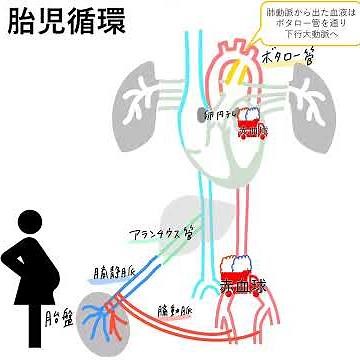 胎児循環