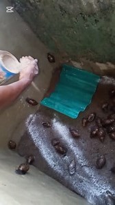 Stocking of a newly constructed snail pen #snailfarming #farmingtips #oluzfarms | Oluz farms & Agro consults