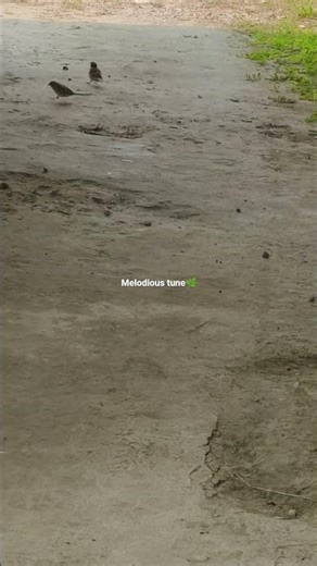 Little Birds are running very fast Today🦋|Cute|#birds#nature#Shorts