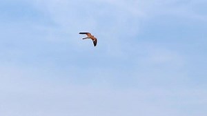Flying falcon and hunting falconidae shaking in flight looking for prey like mice and rabbits gliding through the air with spreaded wings is a mighty eagle or fast hawk with majestic feathered wings