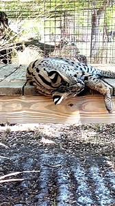 #351 Zucari is an African Serval Cat. CAT FACTS: In the wild servals are solitary and only come together in pairs when the female is in heat. This means serval mothers raise the young on their own teaching them to hunt and survive in the wild. #serval #servalcat #BigCatRescue #wildcats #bigcats #cutecat #cats #cat #behindthescenes #happycats #catlife #sanctuarylife #rescuedcats #educational #facts #catfacts #animalfacts #interestingfacts #interesting #DidYouKnow #reels #reelsviral #reelsvideo #s