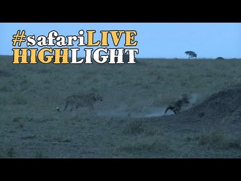 Cheetah chases hyena straight into termite mound!