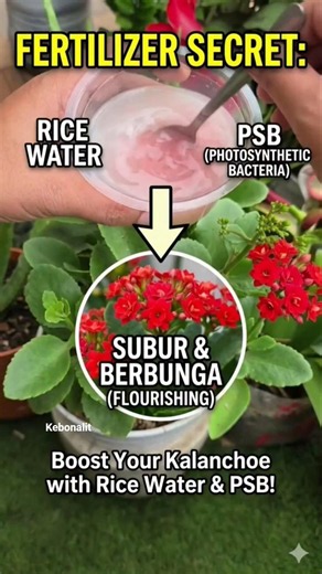 Simple Hack for Blooming Kalanchoe