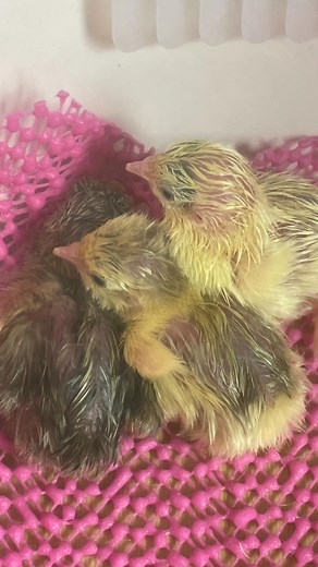 7.6K views · 49 reactions | The quail are hatching!!! We’ve got 4 so...