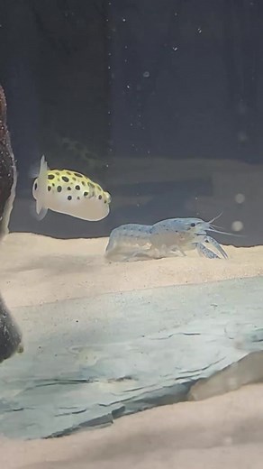 Rare Blue Lobster Introduced to Puffer Fish Tank
