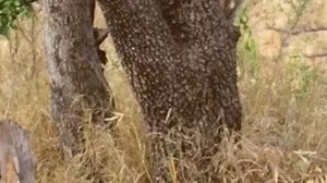 You have eyes of a hawk if you can spot the fearsome leopard in five seconds