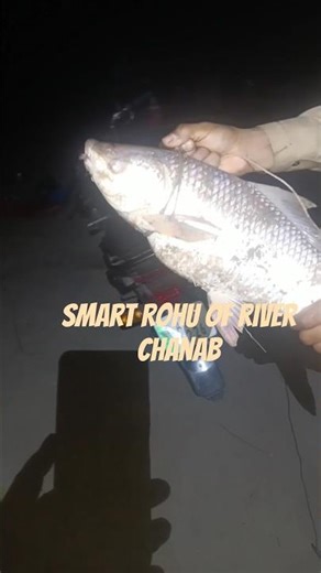 smart rohu of river chanab||rohu machhali ka shikar