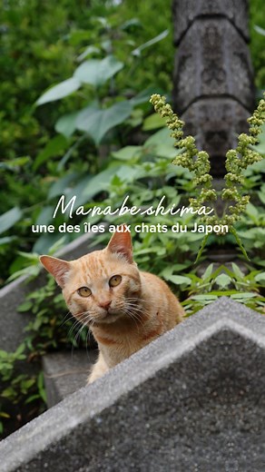 Si vous aimez les chats, ne passez pas à côté de cette destination tranquille et isolée : l’île de Manabeshima ! 😺 Située dans la mer intérieure du Japon, l’île est renommée pour la beauté de ses paysages et sa douceur de vivre 😍. On y trouve deux villages de pêcheurs pittoresques, ainsi qu’une plage propre et bien entretenue 🐟. Le lieu parfait pour passer des vacances relaxantes entouré de chats au cœur de la campagne japonaise ! 📌 📸 : @clem_buraburablabla ✈️ Depuis le port de Kasaoka, 8 b