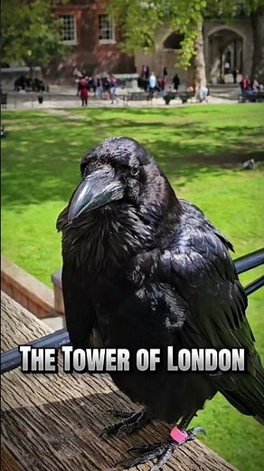 The Tower of London has so much History! #history #timeexploration #museum #castle #ravens