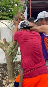 120K views · 4K reactions | Umpisa na playground ng mga pango  | Shang Pooches | Facebook