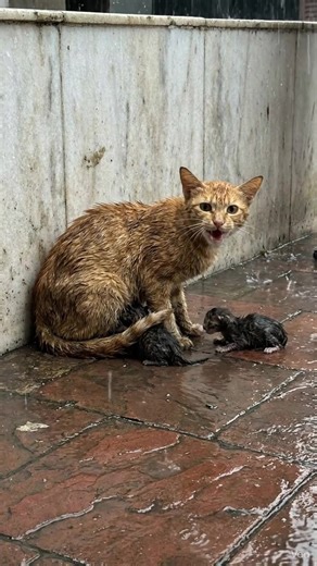 95K views · 1.6K reactions | Shivering in the cold rain and unable to cry for help, a voiceless mother cat sits helplessly trying to protect her newborn kittens. | Paws & Tears | Facebook