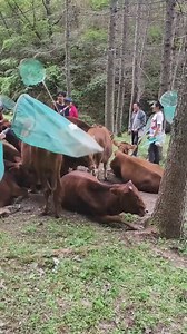 Why do cows love to huddle together in the summer? | Seethee