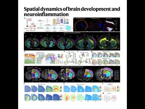 610-Spatial Tri-omics Mapping of Brain Development