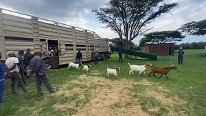 ⭕ TOTAL DISPERSAL SALE - TOTALE UITVERKOPING. WOLMAR BOSVELDER SHEEP & MARHAN BOER GOATS. (From hartwater area). ➖200 Boer Goats. ➖200 Bosvelder type ewes. 🗓 Saturday 22 November 2025. 🕰 11:00. 📍 Ditsong Willem Prinsloo Agricultural Museum, Rayton. Online Catalogue: (Catalogue will be available soon) https://bid.cdpauctioneers.co.za/auctions/catalog/id/915/WOLMAR-BOSVELDER-SHEEP-MARHAN-BOER-GOAT-TOTAL-DISPERSAL-SALE-DITSONG-WILLEM-PRINSLOO-AGRICULTURAL-MUSEUM 📞 Boela Wolmarans (Wolmar): 083 