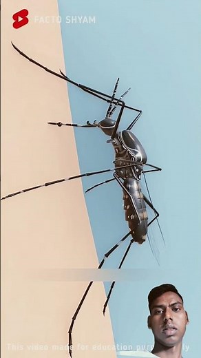 #cockroach #facts #truedialogue #animation