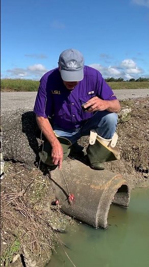 How to Properly Remove Apple Snail Eggs