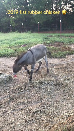 This was recorded in 2019, its the first experience with a rubber chicken. He’s not sure what to do with it! 🤣 #donkey #happy #joy #pets #petsoftiktok #animalsfunny #pettricks #squeakytoy #rubberchicken