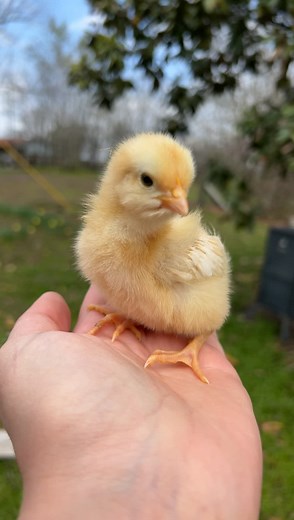 Adorable Chick Pooping Compilation