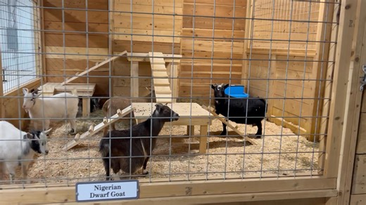 The off-season months just got BETTER!😍 We are so excited to present Animal Adventure Park 's new Indoor Zoo Experience! Don't miss out the chance to engage with our favorite friends during the winter! #visitbing #bingthings #AAP #indoorzoo | Visit Binghamton