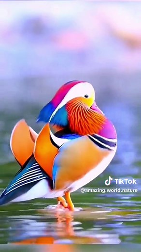 Birds of Multiple Colors in Nature
