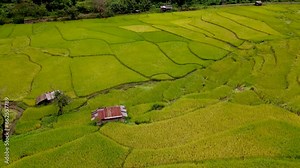 rice paddy field terraces at Sapan Bo Kluea Nan Thailand, a green valley with green rice fields and mountains in Northern Thailand. rice paddy field pattern drone view