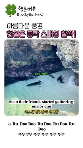 아름다운 풍경 속 물범 가족이야기🦭🦭