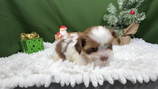 Shorkie puppy for sale