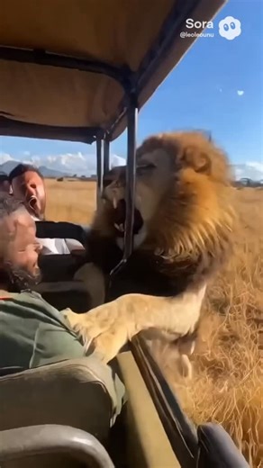 Leo unu on Instagram: "Asecrean soio . . . . . . . . . . . #foryou #ia #sora #safari #leon"