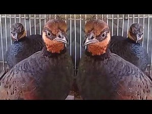 Suara burung puyuh gonggong | Pikat dan Masteran