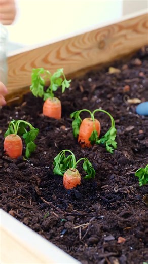 1.3M views · 3.9K reactions | Awesome hacks to grow a healthy garden! | 5-Minute Crafts House | Facebook