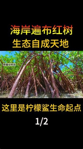 海岸遍布红树 生态自成天地 这里是柠檬鲨生命起点 #动物解说#一代人有一代人的动物世界#动物世界#神奇动物在抖音#柠檬鲨