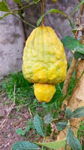 Citron Turning Yellow 🍋 | Ready to Pick