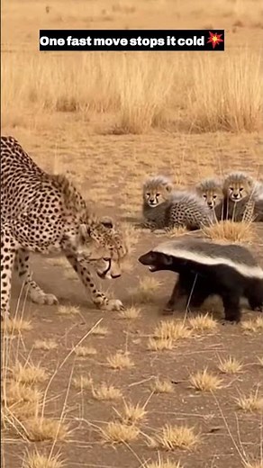 Mother Cheetah Shields Cubs and Forces Honey Badger Back 🐆