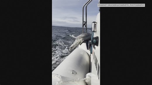 A wildlife photographer captured dramatic video and photos of transient orcas hunting a seal in the Salish Sea. The seal survived only by clambering onto her boat. | KING 5