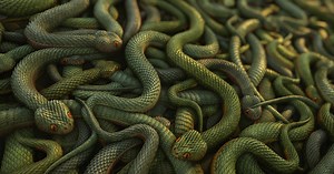 Creating Procedural Snakes in Substance Designer