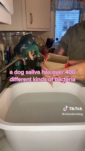 The Importance of Washing Your Dogs Toys!