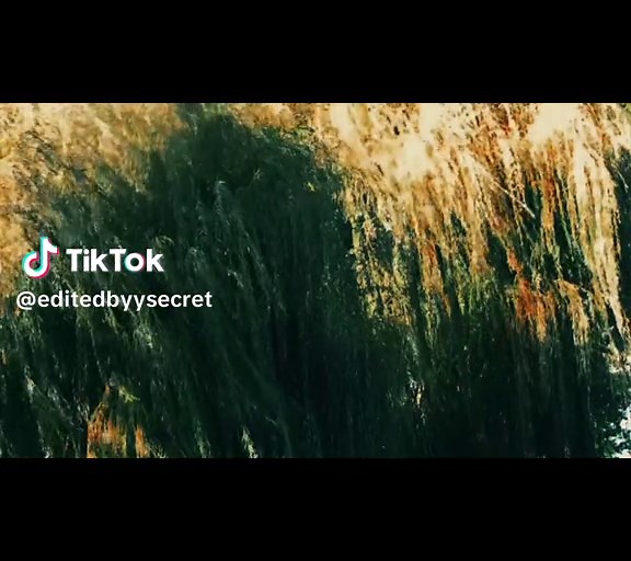 Exploring the Beauty of Willow Trees