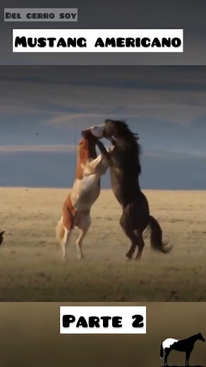 Origen del Mustang #mustanghorses | De Caballos