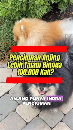Penciuman Anjing Lebih Tajam dari Manusia Hingga 100.000 Kali?