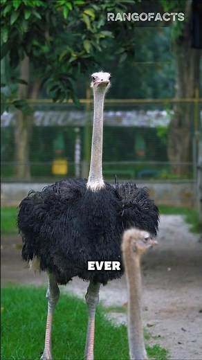 Why Ostriches are the DEADLIEST Birds on Earth! 🐦🔥 #birds #shorts #wildlife