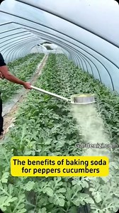 Baking soda offers great benefits for growing peppers and cucumbers! 🌶️🥒” #BakingSoda #GardeningTips #PepperCare #CucumberCare #Gardenizi | Gardenizi