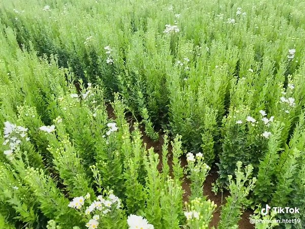 Pretty little flower 🌼🌿#pyinoolwin #nature