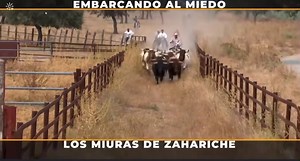 Embarcando toros Miura. 🎥Toros para todos | Olé Faena