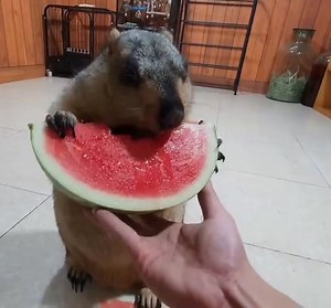 Marmotte vs. Melon d'eau C'est tellement rafraîchissant lors d'une chaude journée d'été.🤤 À écouter avec le son!🔉🔉 | Québec FIER