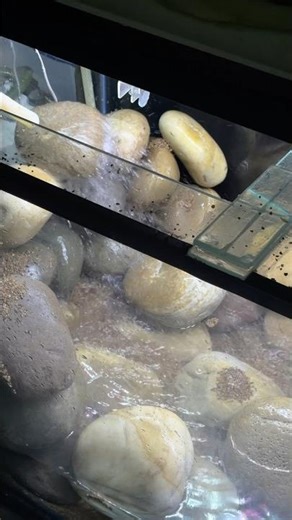 4ft Golden Cobra Snakehead Tank Setup